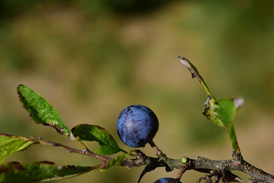 rowan, blue, close, background, beautiful, autumn, berry, blue berry HD wallpaper