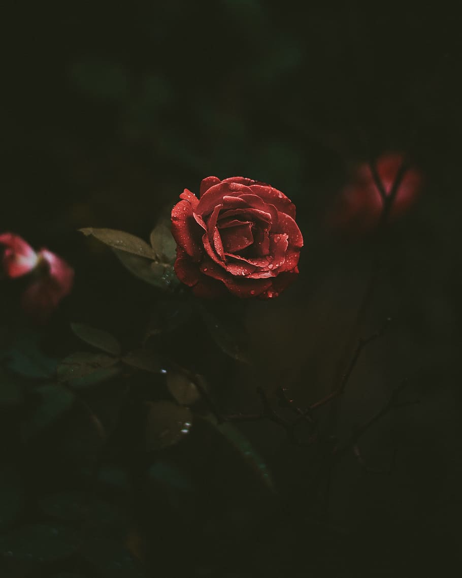 selective-focus photography of red rose blooming, selective focus photo of red rose flower with water dew HD wallpaper