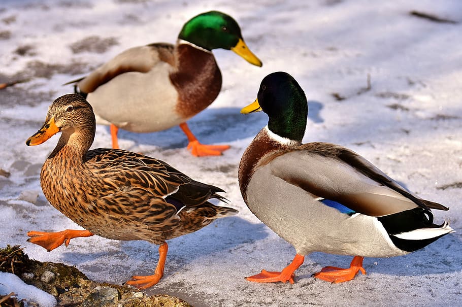 mallard ducks, female, males, bread, eat, snow, winter, water bird, HD wallpaper