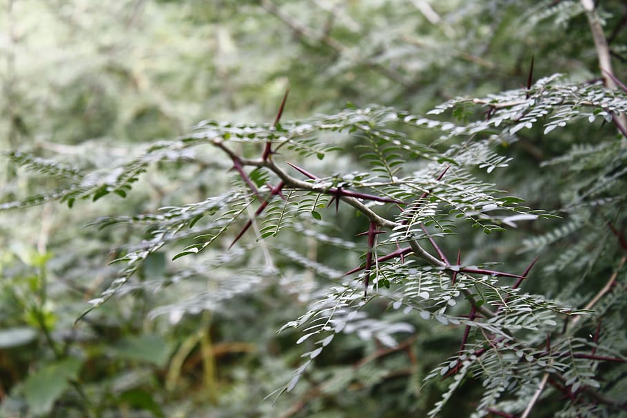 thorns, cruz, grass, plant, growth, no people, nature, close-up HD wallpaper