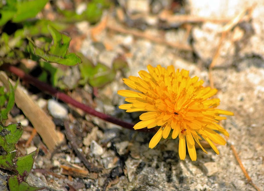 dandelion, flower, yellow, individually, lonely, flowering plant HD wallpaper