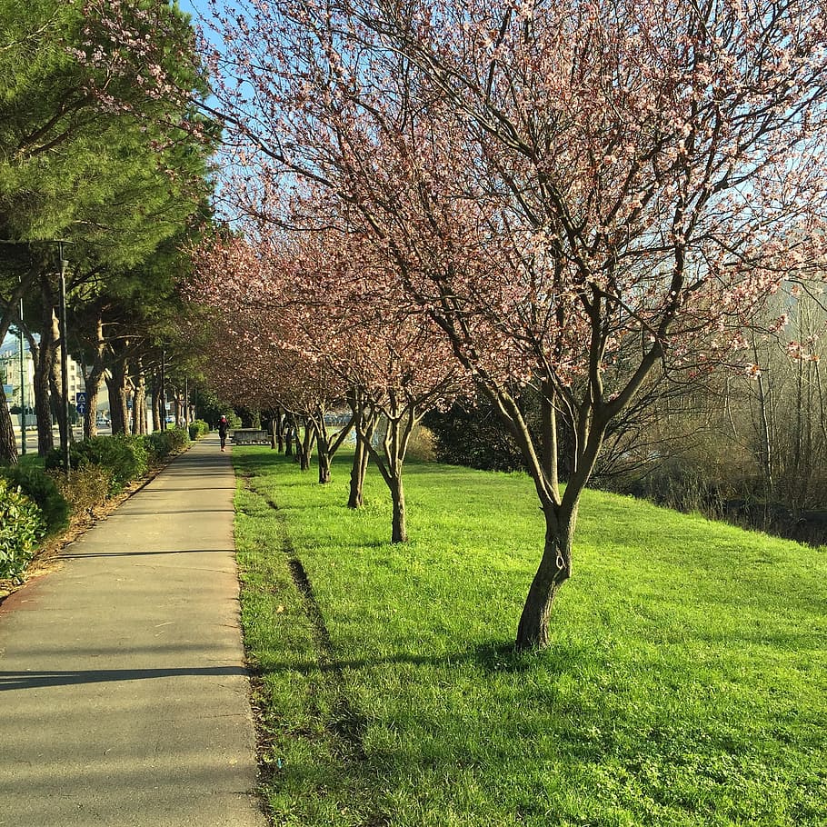 Spring, Trees, Walk, Nature, Bloom, park, garden, prato, grass HD wallpaper