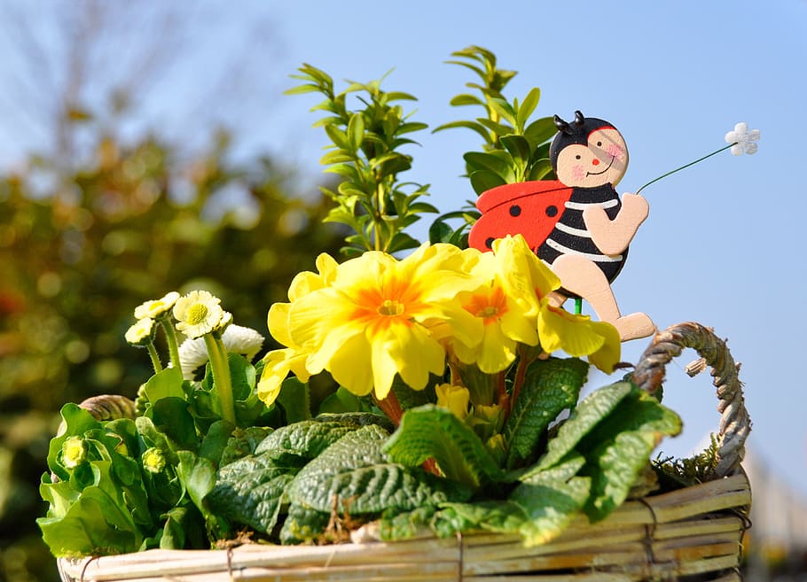 spring, flowers, plant, flowering plant, vulnerability, freshness HD wallpaper