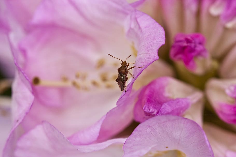 rhododendron, blossom, bloom, spring, pink rhododendron, bush HD wallpaper