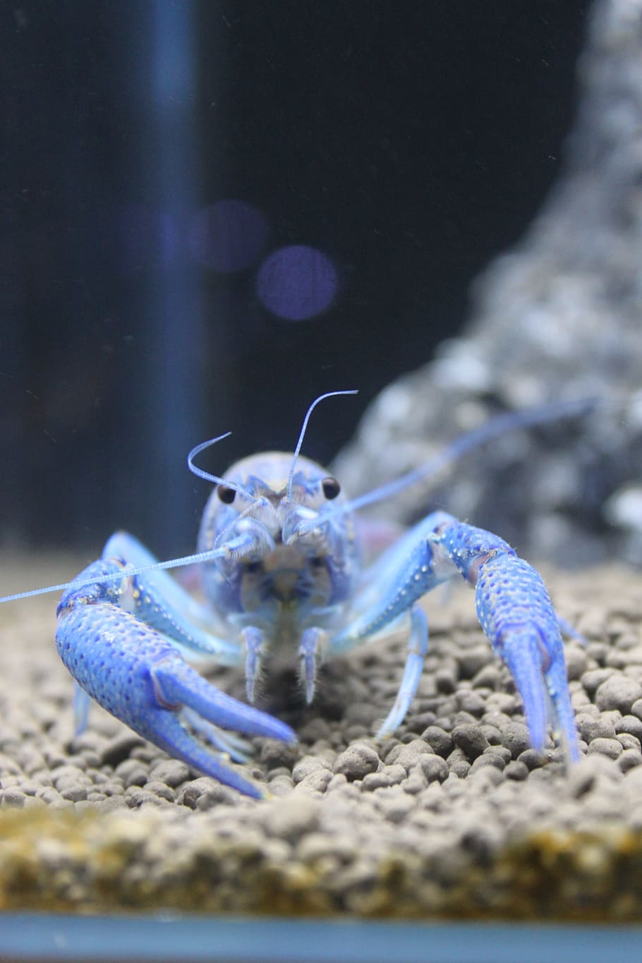aquarium, close-up, blue devils shrimp, animal themes, animals in the wild HD wallpaper