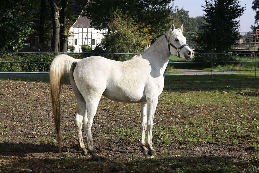 white horse, mare, mold, arabs, animal, stallion, thoroughbred arabian HD wallpaper