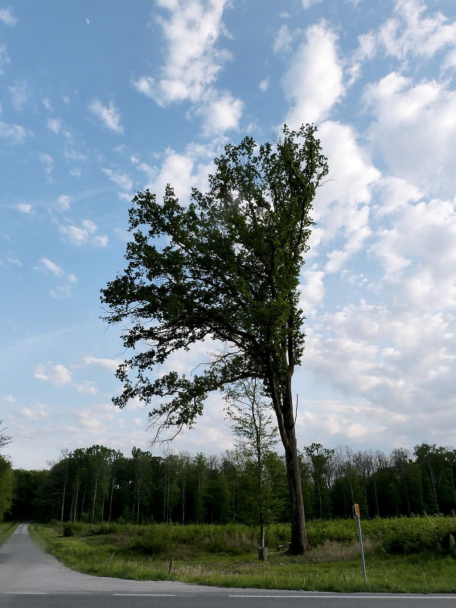tree, wind, road, forest, off road, trunk, countryside, nature HD wallpaper