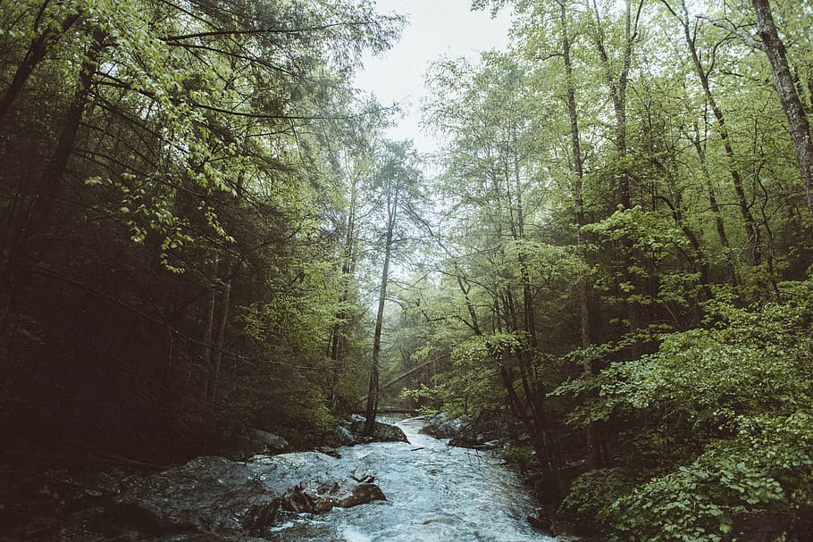 river flowing between trees, green, leaf, plants, nature, forest HD wallpaper