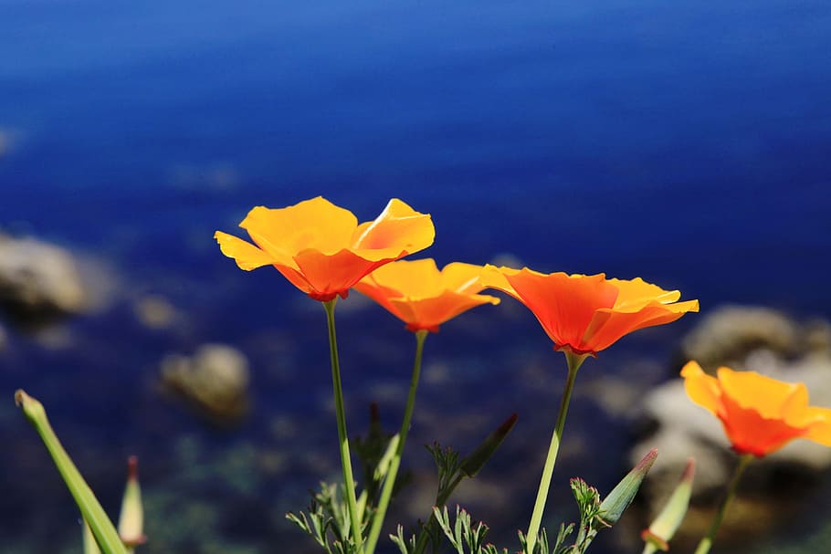HD Wallpaper  California Poppy Flower APK for Android Download