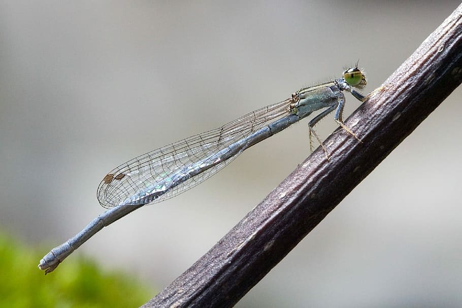 Eastern Forktail Damselfly, Female, close, macro, bug, dragonfly HD wallpaper