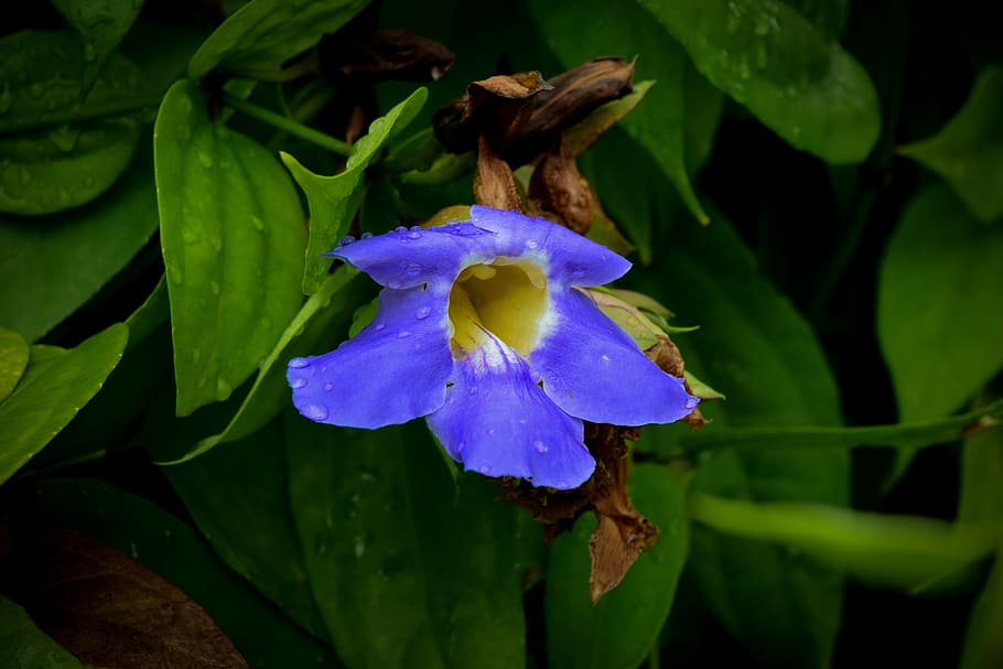 blue, flower, plant, flowering plant, growth, beauty in nature HD wallpaper