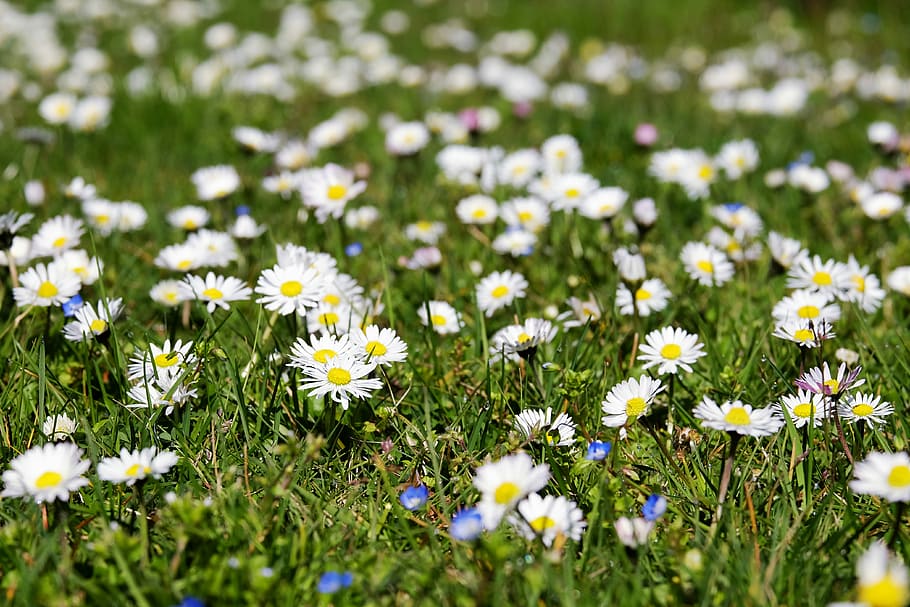 white-and-yellow daisy flower field during daytime, bellis HD wallpaper