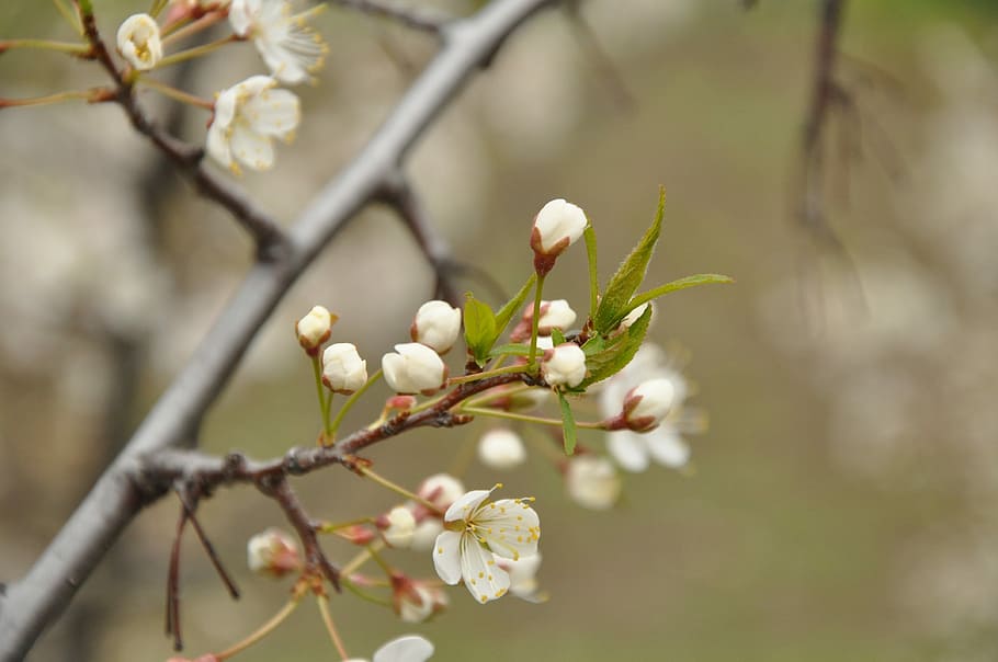 Spring, Bloom, Nature, Branch, may, cherry, apple tree, white flowers HD wallpaper