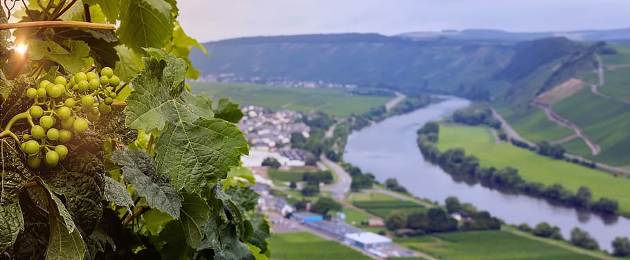 Grapes, Wine, Vineyard, Germany, Winery, viticulture, agriculture HD wallpaper