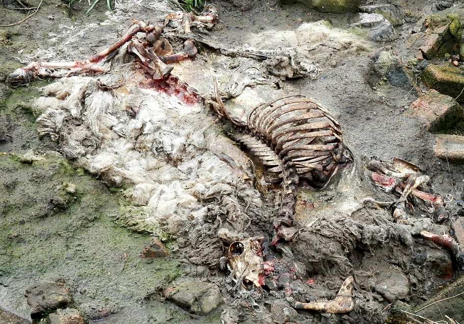 Sheep, Carcass, Rotten, Rib, Skull, decomposed, animal, one animal HD wallpaper