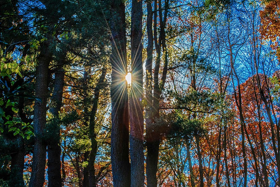 tree, wood, nature, sun, fair weather, plant, growth, sunbeam HD wallpaper