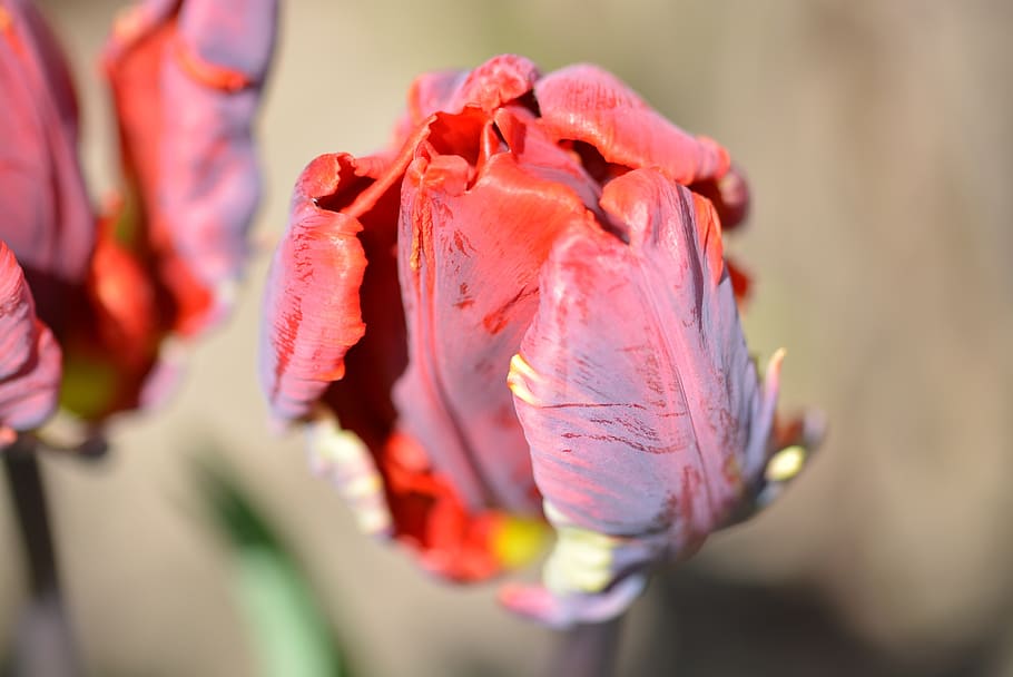 tulip, blossom, bloom, spring, close, flower, nature, red, freshness HD wallpaper