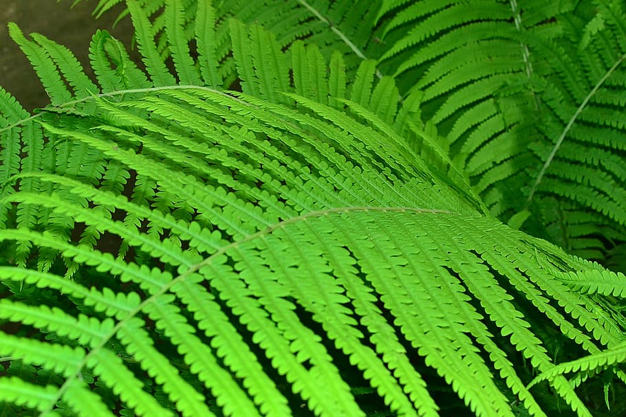 fern, leaves, greens, green color, leaf, plant part, growth HD wallpaper