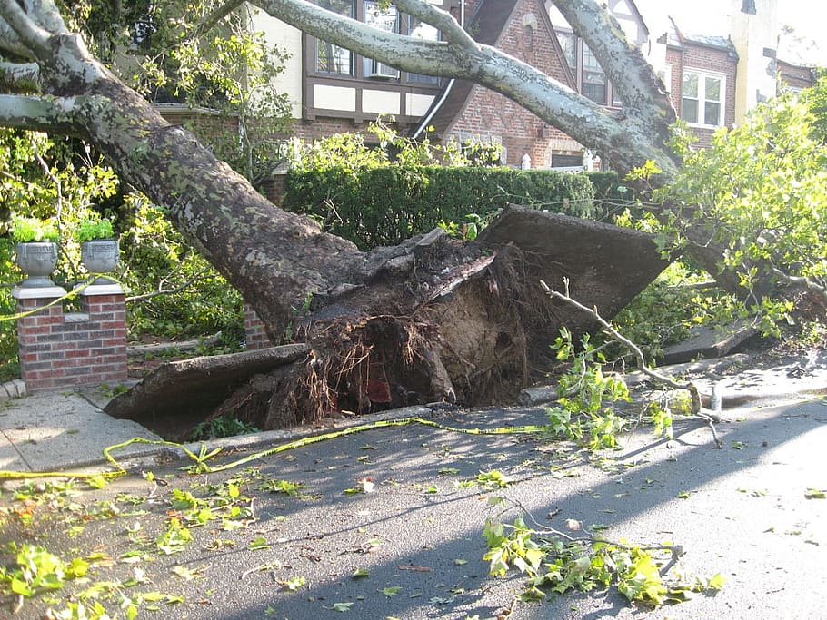 brown tree trunk, Uprooted, Tornado, Winds, Damage, storm, disaster