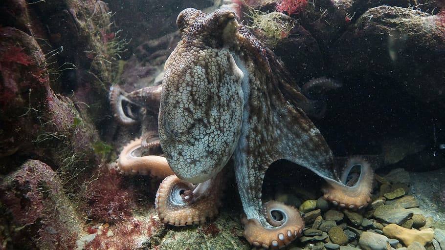 brown octopus, kraken, octopus vulgaris, common otopus, ocean, HD wallpaper