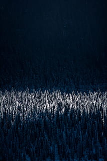 Frosty, Forest, Winter, Landscape, sunlight, forest landscape HD wallpaper
