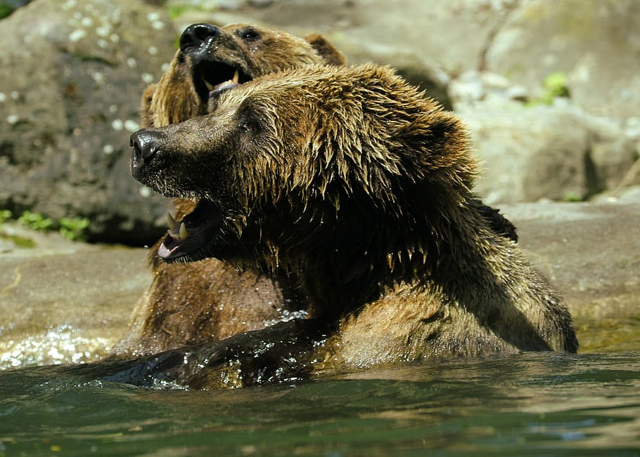 bear, ursus arctos, water, zoo, splashing, inject, water splashes, HD wallpaper