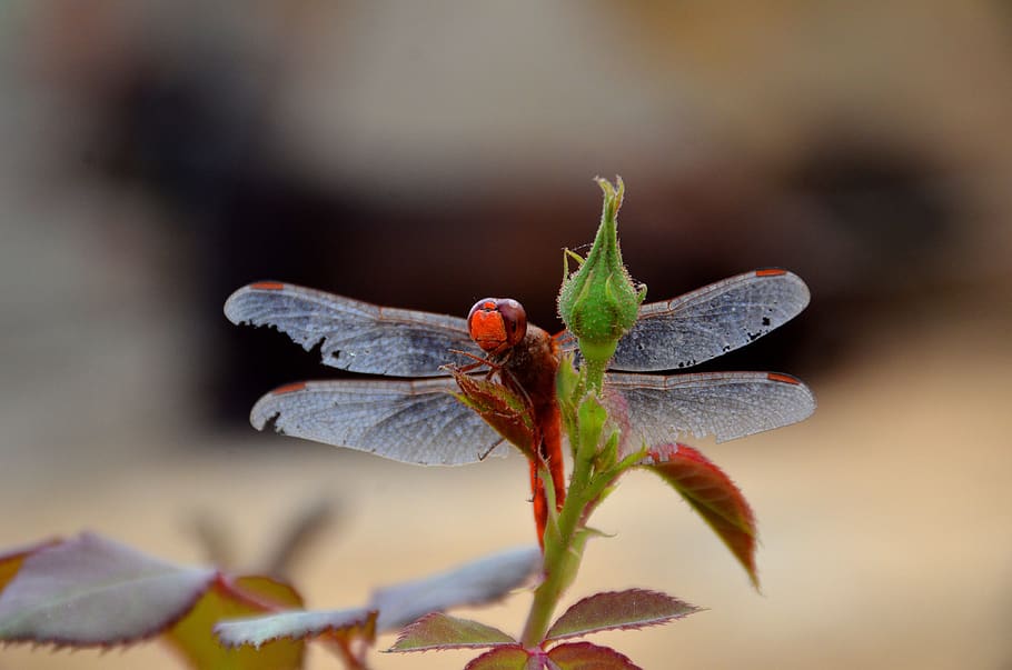 dragonfly, flower, nature, insect, invertebrate, animal themes HD wallpaper