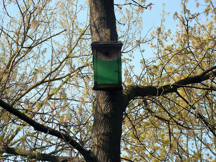 aviary, nest, nesting place, hatchery, bird feeder, nesting box