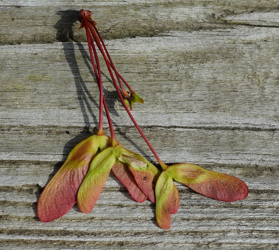 maple seeds, colorful, maple tree, acer, plant, nature, winged seed