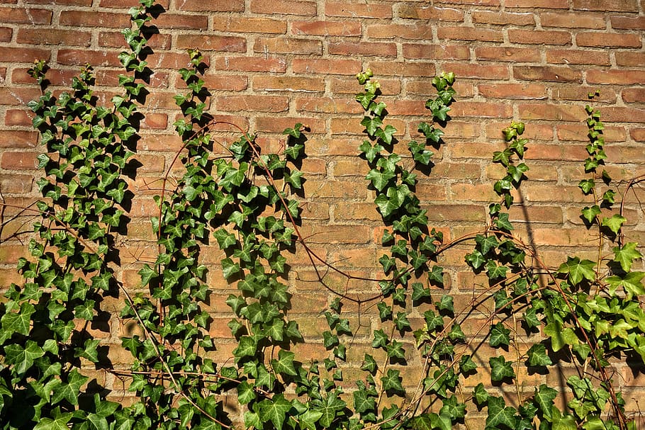 HD wallpaper: brick wall, ivy, creeper, vine, ivy grown, ivy covered ...