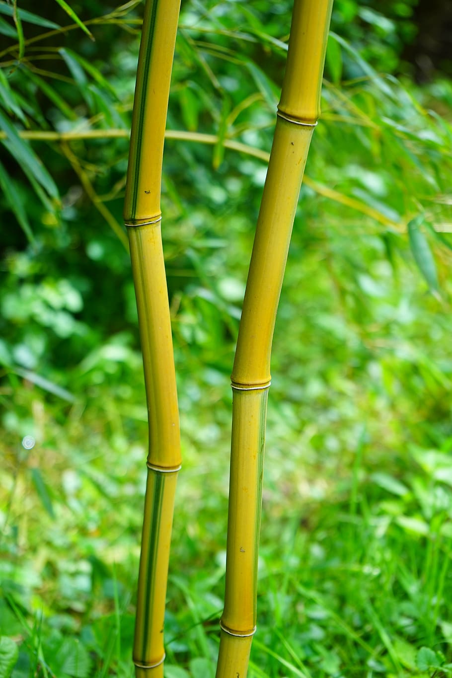 brown and green bamboo stick, stalk, yellow, woody, node bamboo, HD wallpaper