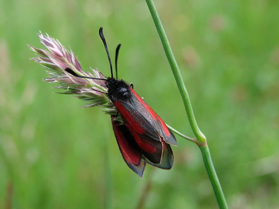 beetle, flight insect, wing, animal, nature, probe, wildlife HD wallpaper