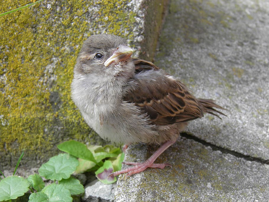 animals, birds, sparrow, animal themes, one animal, animals in the wild HD wallpaper