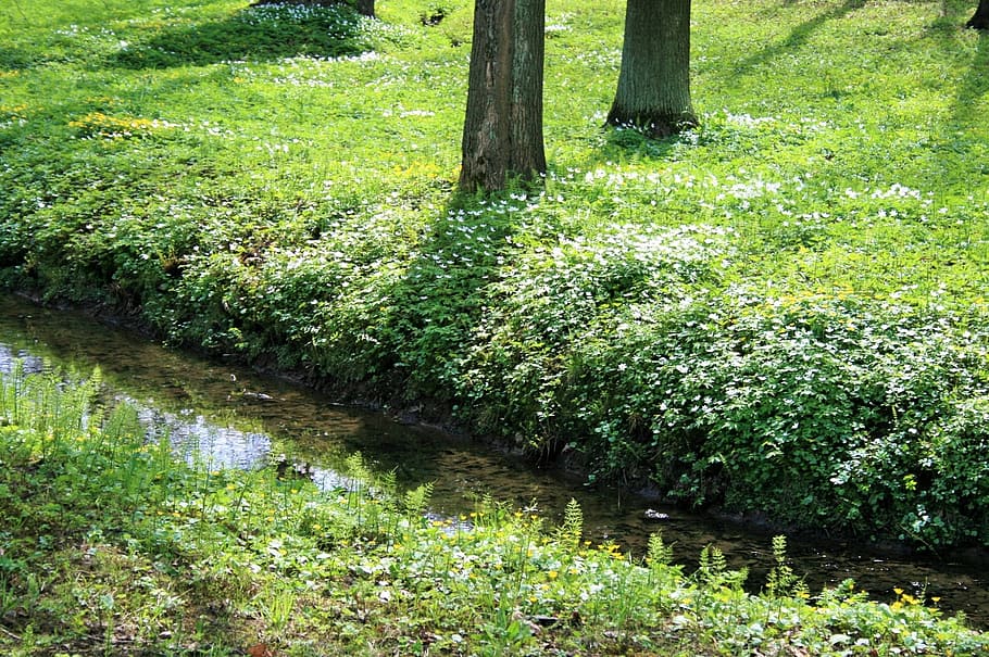 trees, furrow, stream, water, grass, green, plant, green color HD wallpaper