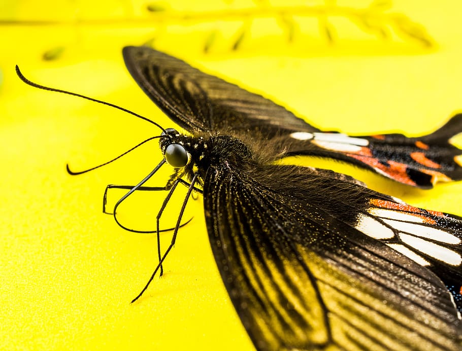 butterfly, insect, invertebrate, animal themes, animal wildlife HD wallpaper