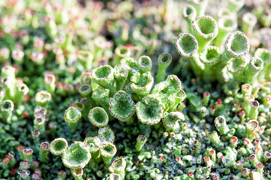 macro, green, moss, dew, plant, close, drop of water, green color HD wallpaper