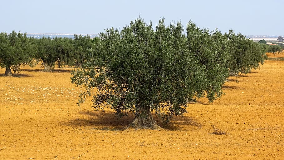 olive trees, olivier, landscape, plant, growth, field, nature HD wallpaper