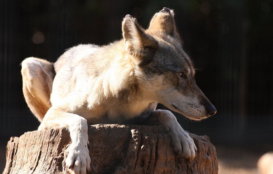 grey and white wolfdog resting on log, branch, fox, sitting HD wallpaper
