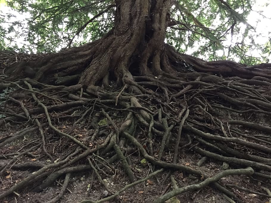 Tree, Roots, Nature, tree with roots, tree roots, plant, natural