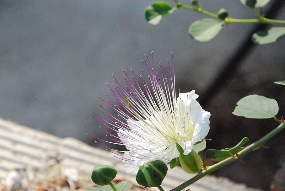 plant, exotic, capture, flowering plant, beauty in nature, freshness HD wallpaper