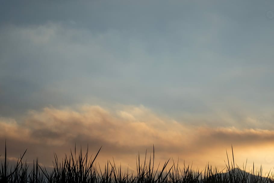 Desert sky, green grass field during golden hour, cloudscape HD wallpaper