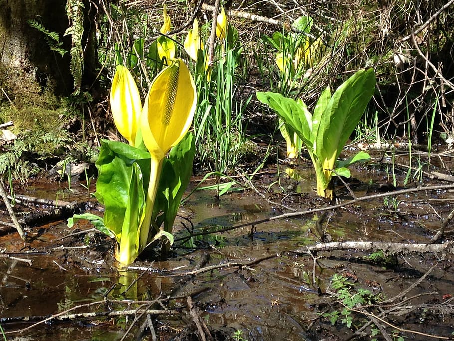 skunk cabbage, marsh, plant, growth, beauty in nature, flowering plant HD wallpaper
