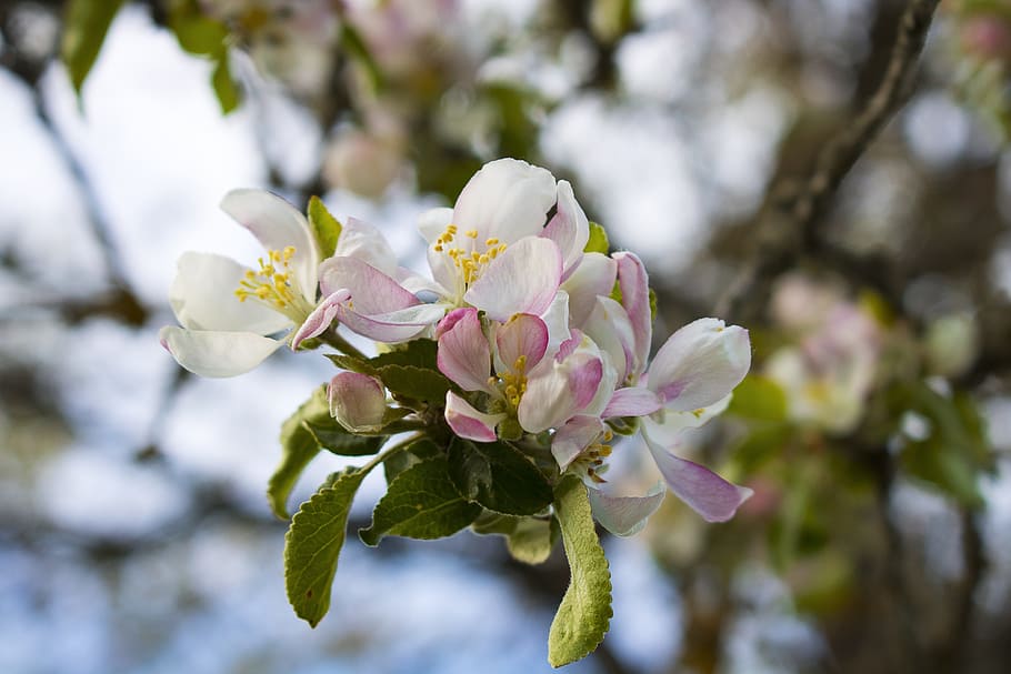 flower, green, summer, tree, apple, plant, spring, floral background HD wallpaper