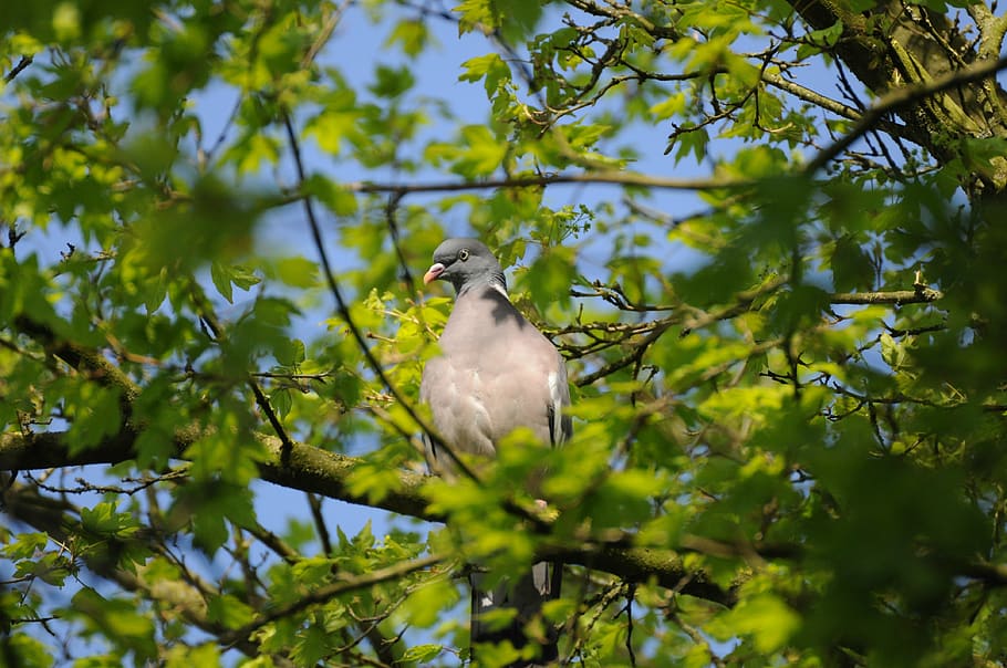 tree, nature, bird, environment, dove, summer, spring, vertebrate HD wallpaper