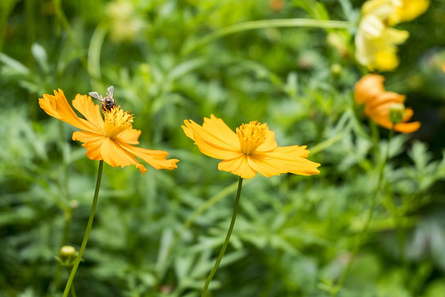 flowers with insects, tree, bush, bee, good weather, yellow HD wallpaper
