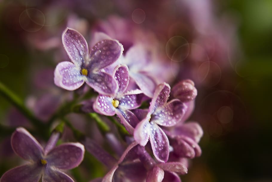 shallow focus of pink flowers, without, spring, nature, violet HD wallpaper