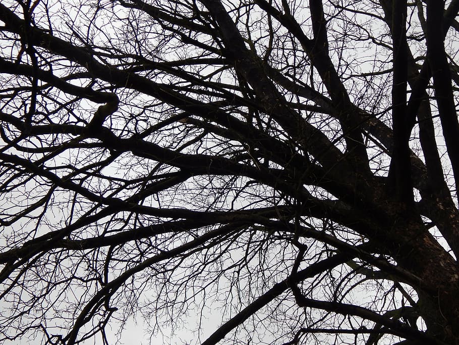 tree, branches, winter, walk, nature, forest, outdoors, silhouette HD wallpaper