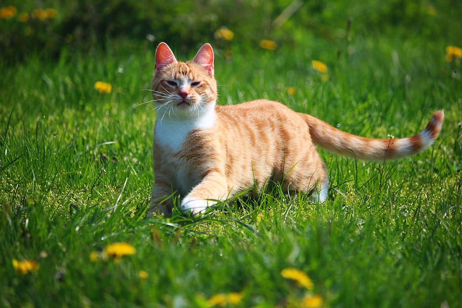 orange tabby cat on green grass field, kitten, mieze, red mackerel tabby