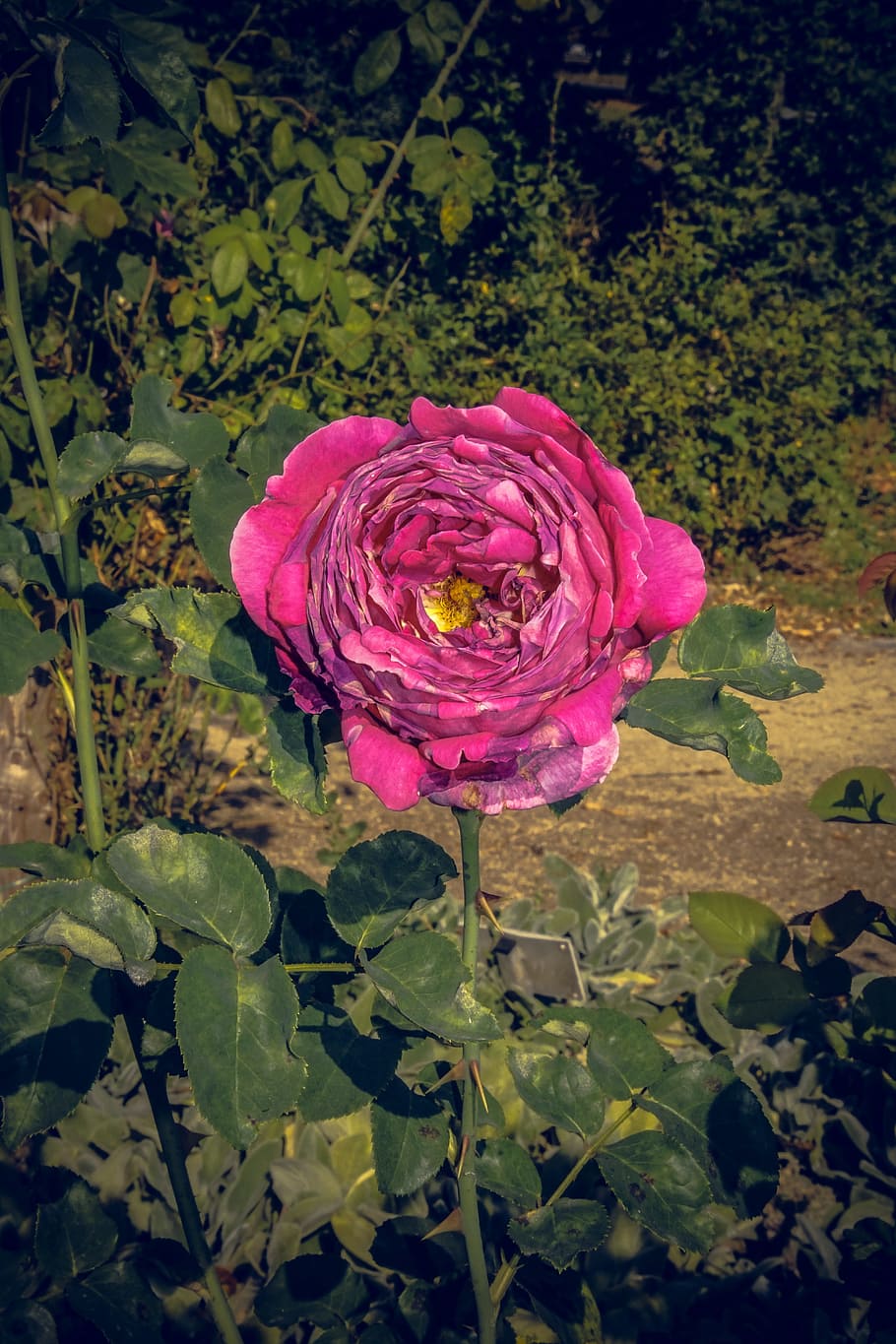 rose, blossom, bloom, close, rosaceae, velvet, flower stalk HD wallpaper