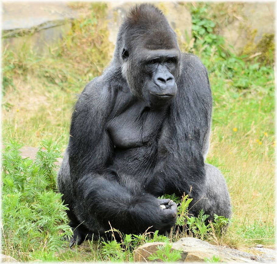 gorilla, zoo, series, monkey, monkeys, holland, amsterdam, animal HD wallpaper